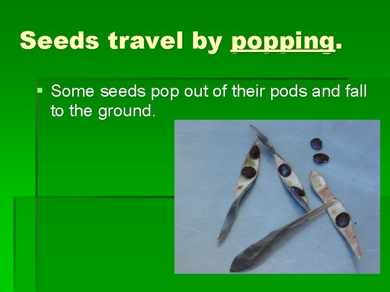 Seeds travel by popping. § Some seeds pop out of their pods and fall