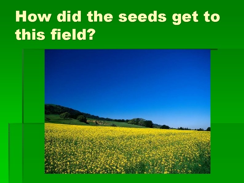 How did the seeds get to this field? 