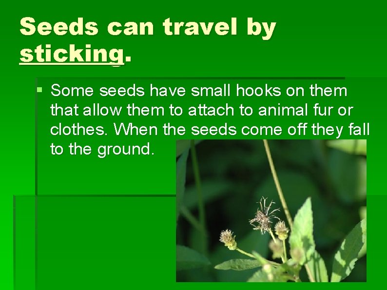 Seeds can travel by sticking. § Some seeds have small hooks on them that