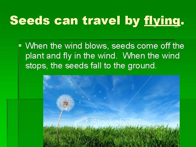 Seeds can travel by flying. § When the wind blows, seeds come off the