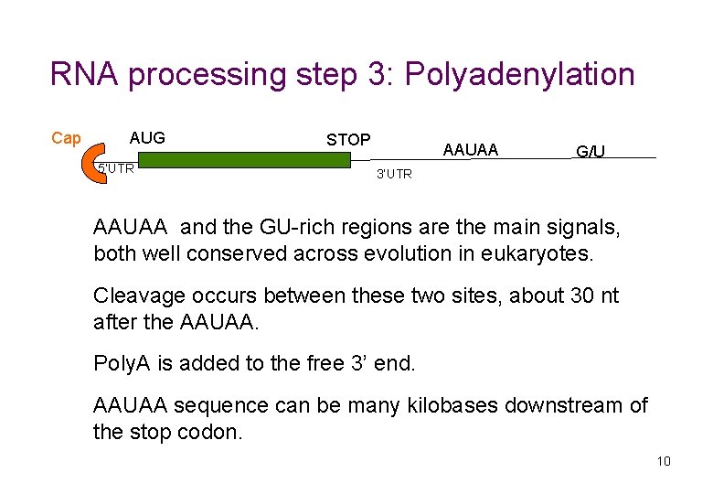 RNA processing step 3: Polyadenylation Cap AUG 5’UTR STOP AAUAA G/U 3’UTR AAUAA and
