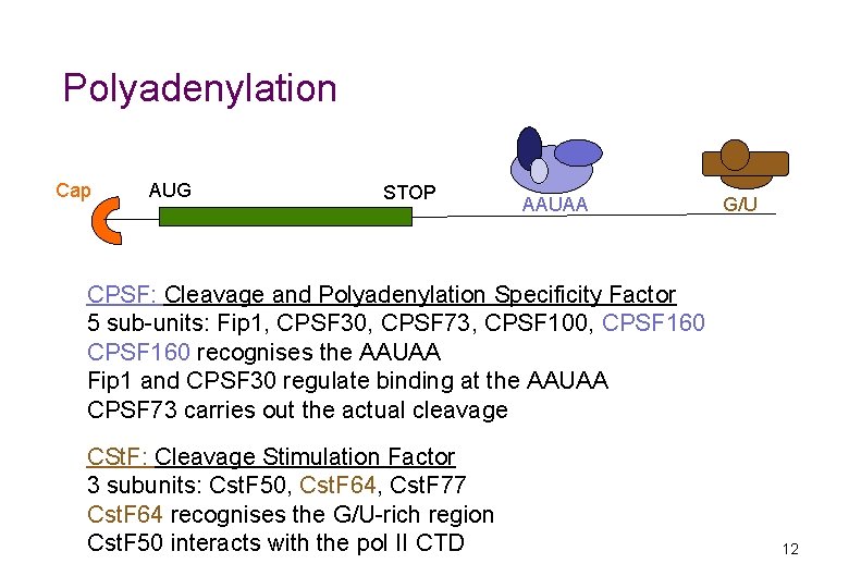 Polyadenylation Cap AUG STOP AAUAA G/U CPSF: Cleavage and Polyadenylation Specificity Factor 5 sub-units:
