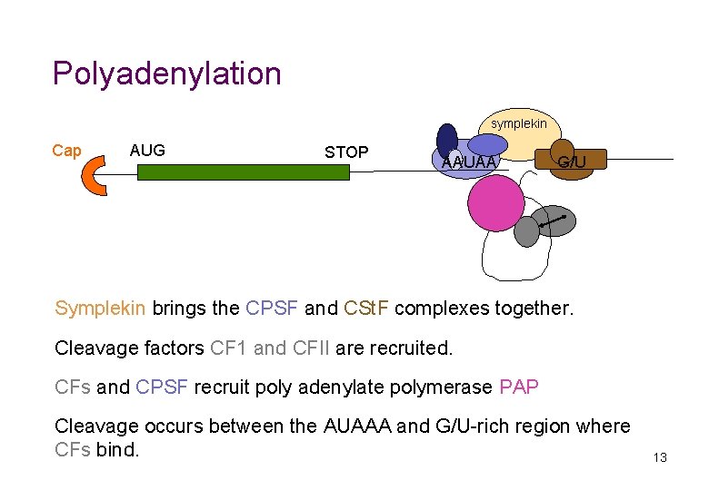Polyadenylation symplekin Cap AUG STOP AAUAA G/U Symplekin brings the CPSF and CSt. F