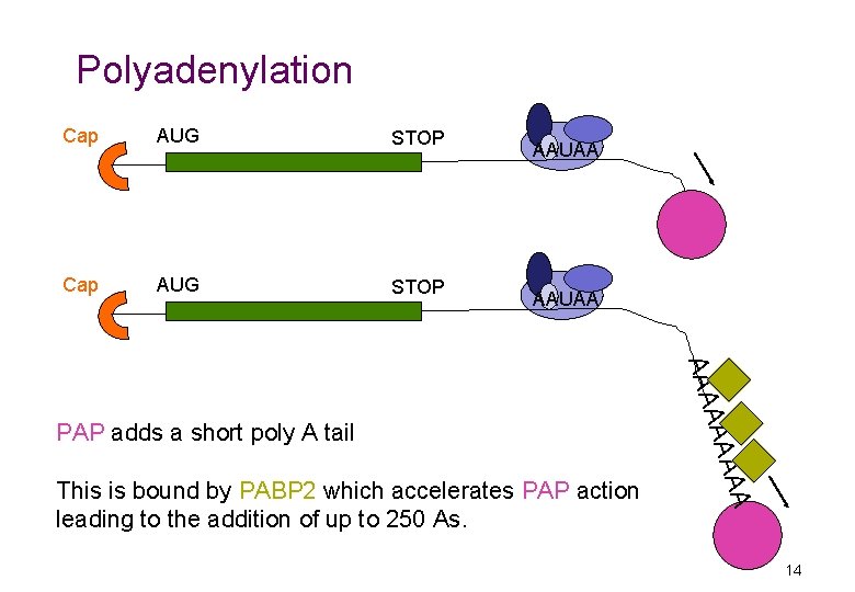 Polyadenylation Cap AUG STOP AAUAA AA This is bound by PABP 2 which accelerates