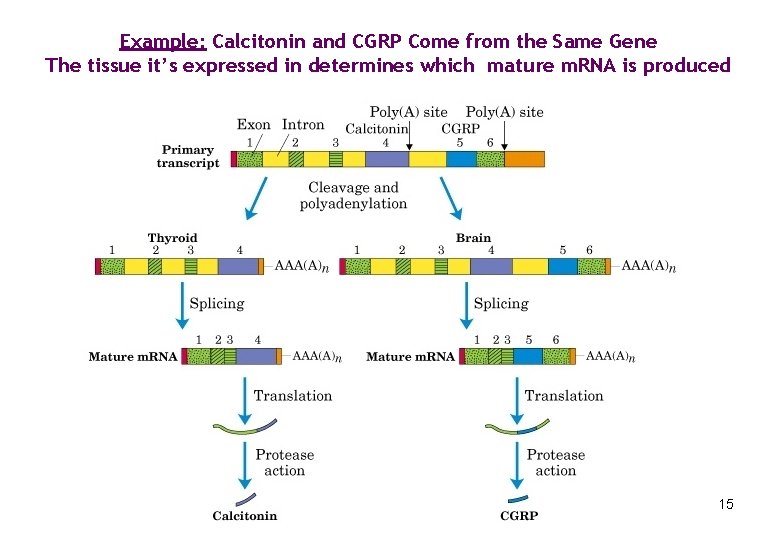 Example: Calcitonin and CGRP Come from the Same Gene The tissue it’s expressed in
