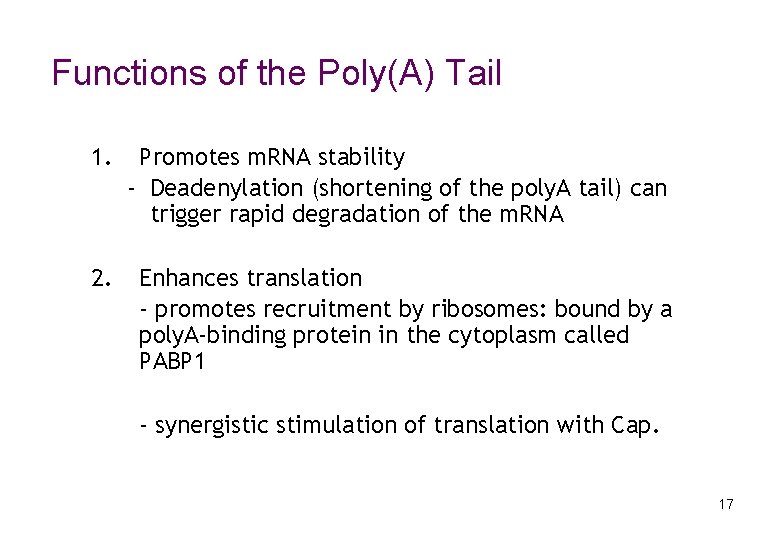 Functions of the Poly(A) Tail 1. Promotes m. RNA stability - Deadenylation (shortening of