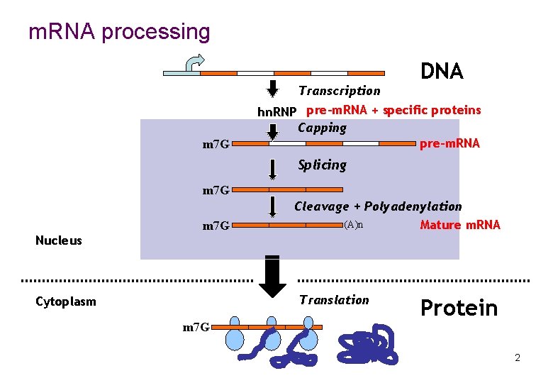 m. RNA processing Transcription m 7 G DNA hn. RNP pre-m. RNA + specific