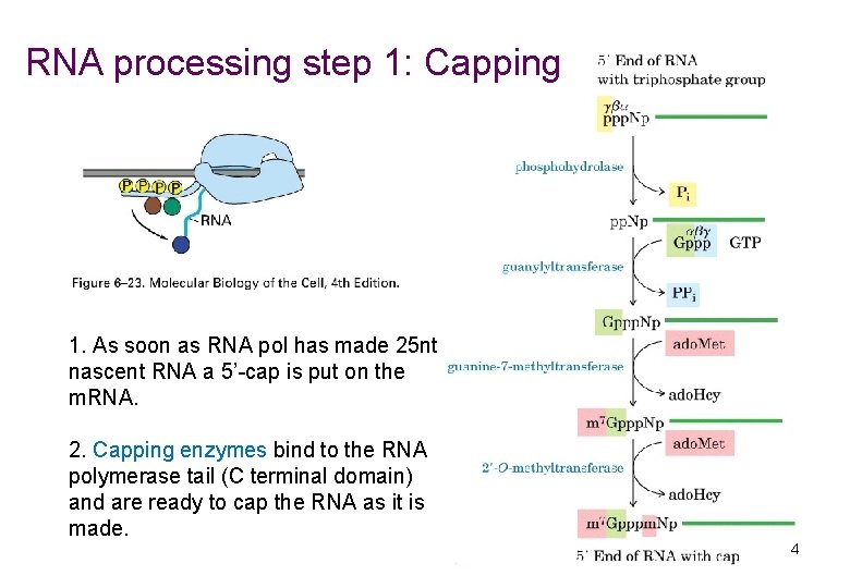 RNA processing step 1: Capping 1. As soon as RNA pol has made 25