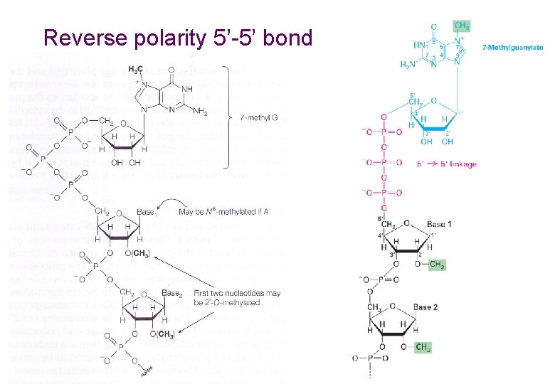 Reverse polarity 5’-5’ bond 5 