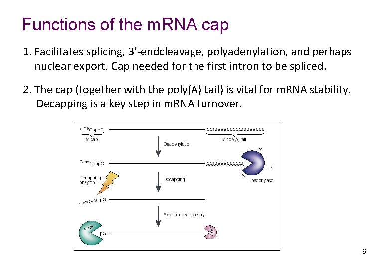 Functions of the m. RNA cap 1. Facilitates splicing, 3’-endcleavage, polyadenylation, and perhaps nuclear