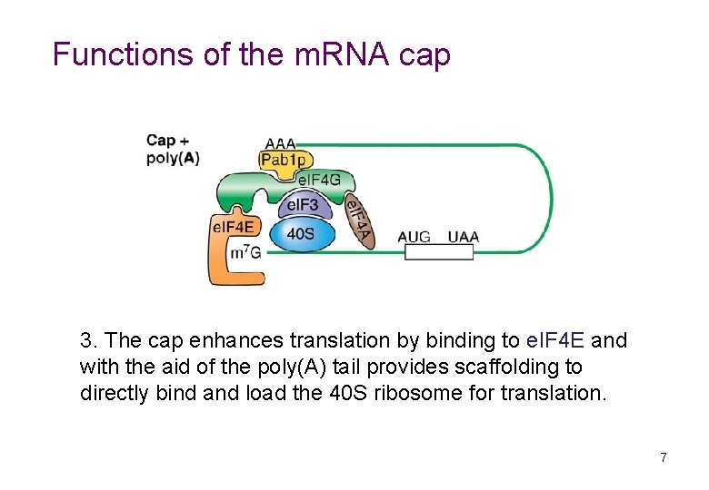 Functions of the m. RNA cap 3. The cap enhances translation by binding to