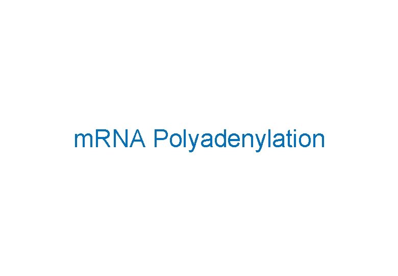 m. RNA Polyadenylation 