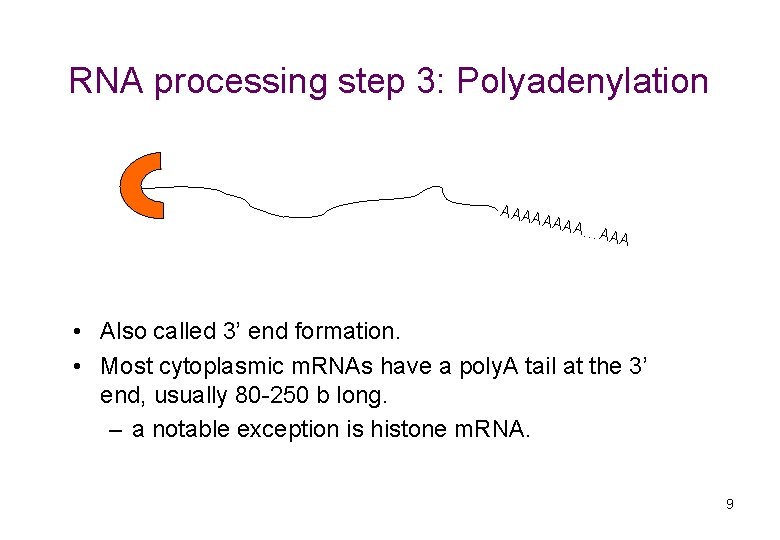 RNA processing step 3: Polyadenylation AAAA …AA A • Also called 3’ end formation.