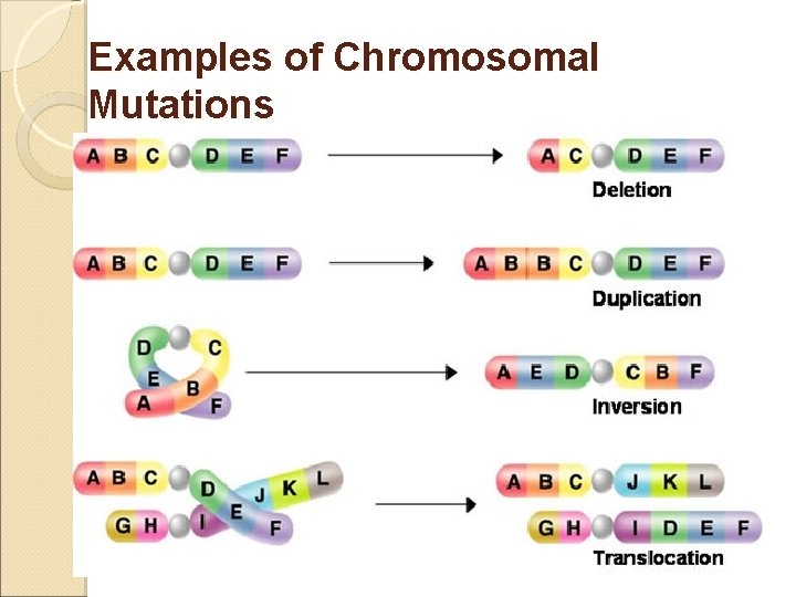 Examples of Chromosomal Mutations 