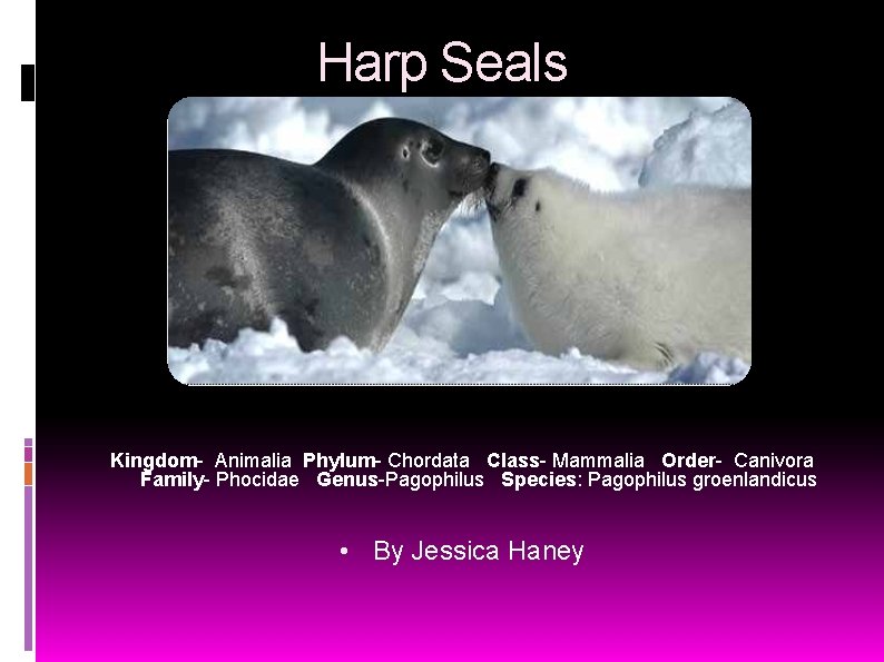 Harp Seals Kingdom- Animalia Phylum- Chordata Class- Mammalia Order- Canivora Family- Phocidae Genus-Pagophilus Species: