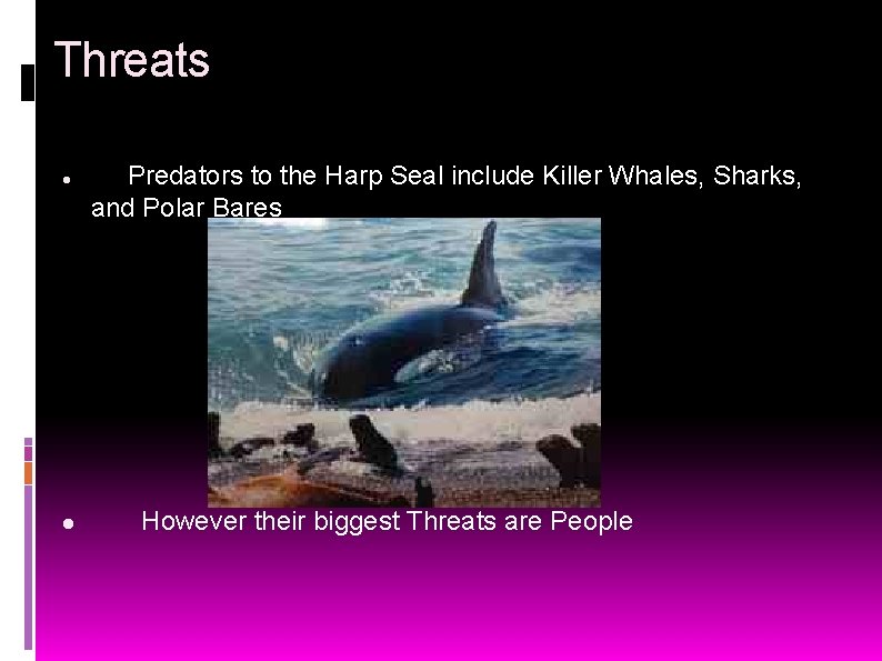Threats Predators to the Harp Seal include Killer Whales, Sharks, and Polar Bares However