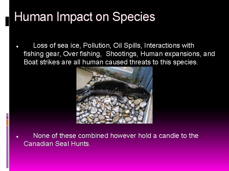 Human Impact on Species Loss of sea ice, Pollution, Oil Spills, Interactions with fishing
