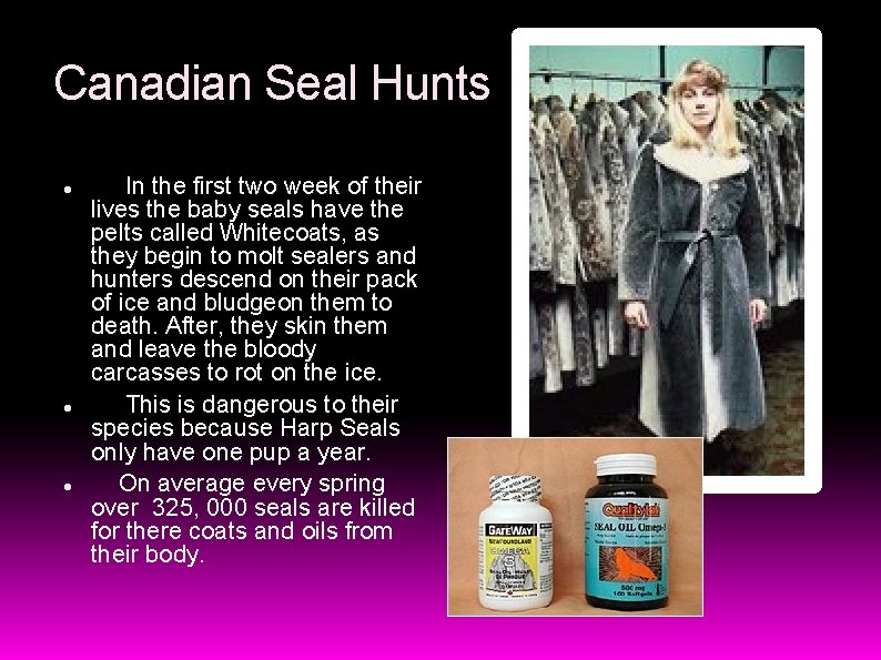 Canadian Seal Hunts In the first two week of their lives the baby seals