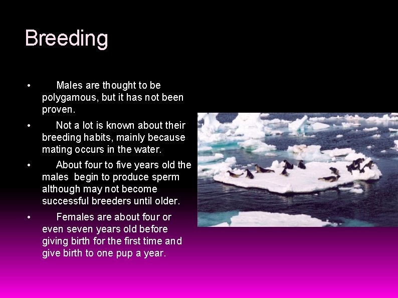 Breeding • Males are thought to be polygamous, but it has not been proven.