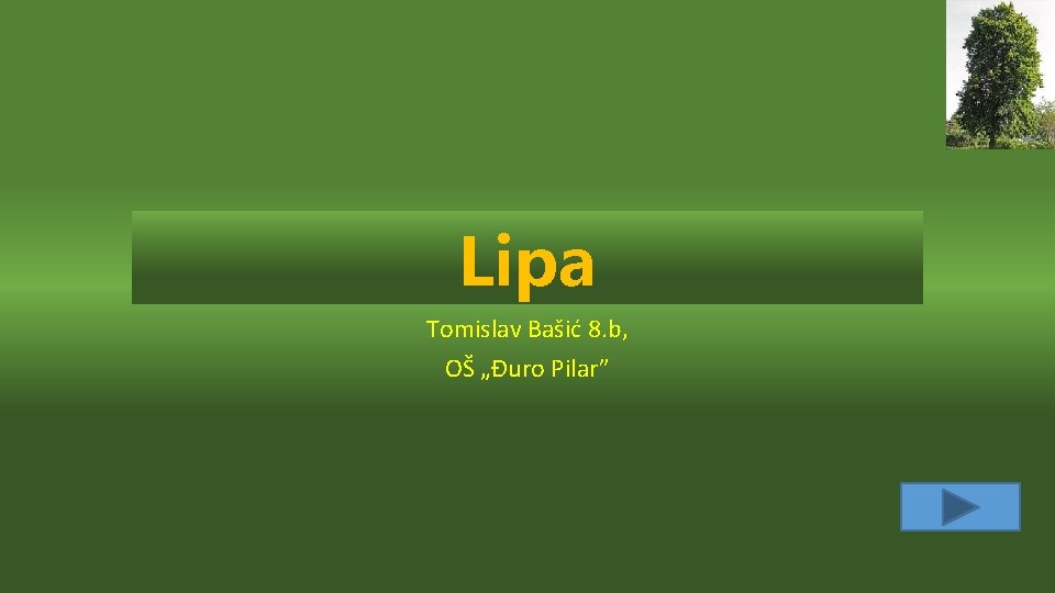 Lipa Tomislav Bašić 8. b, OŠ „Đuro Pilar” 