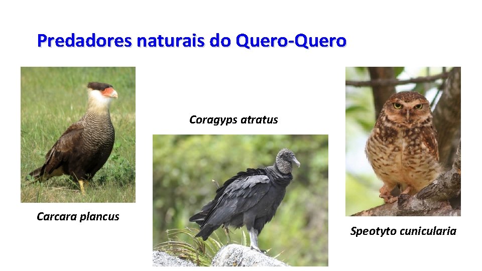 Predadores naturais do Quero-Quero Coragyps atratus Carcara plancus Speotyto cunicularia  Predadores naturais do Quero-Quero Coragyps atratus Carcara plancus Speotyto cunicularia