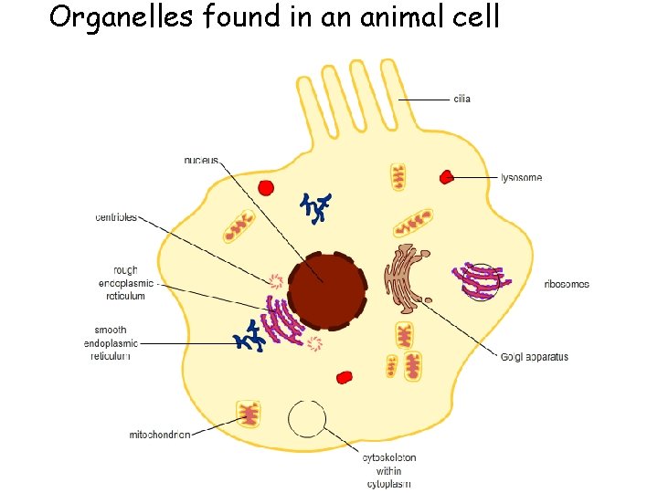 Organelles found in an animal cell 