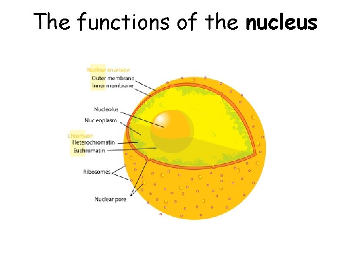 The functions of the nucleus 