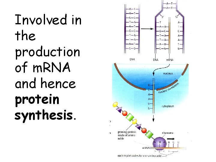 Involved in the production of m. RNA and hence protein synthesis. 