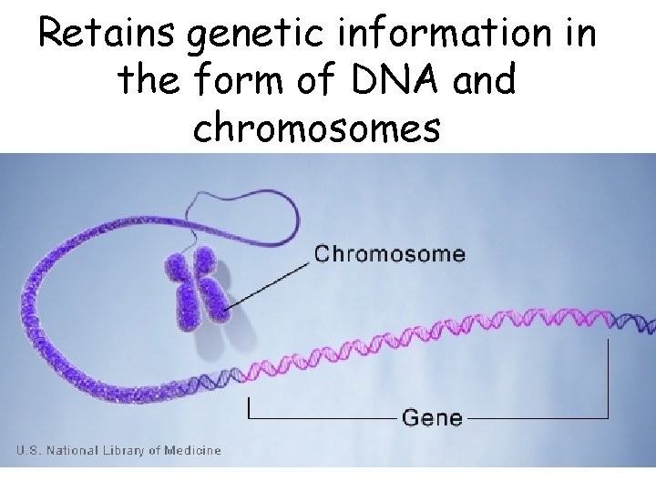 Retains genetic information in the form of DNA and chromosomes 