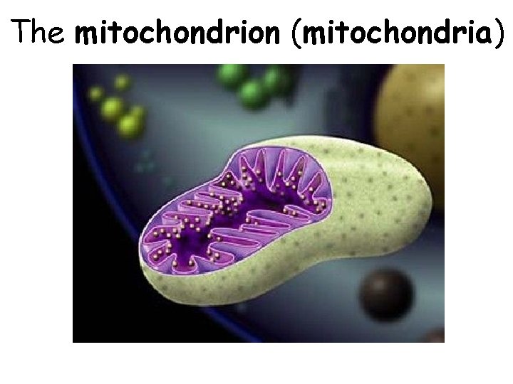 The mitochondrion (mitochondria) 