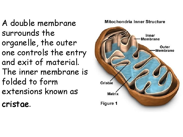 A double membrane surrounds the organelle, the outer one controls the entry and exit