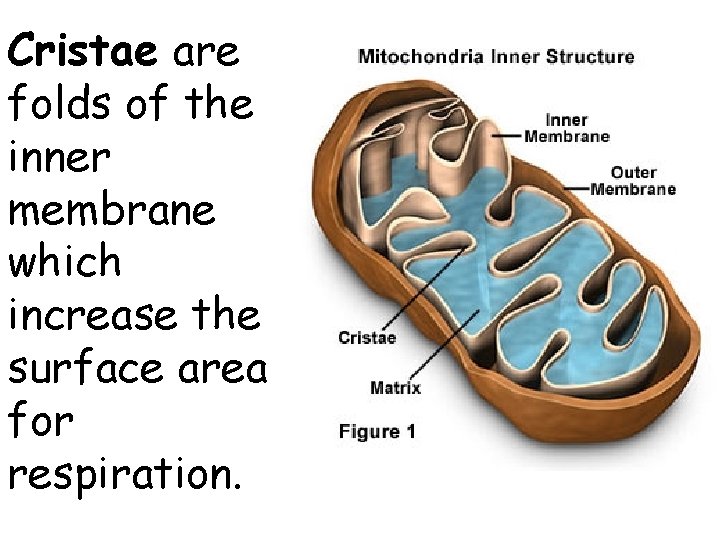 Cristae are folds of the inner membrane which increase the surface area for respiration.