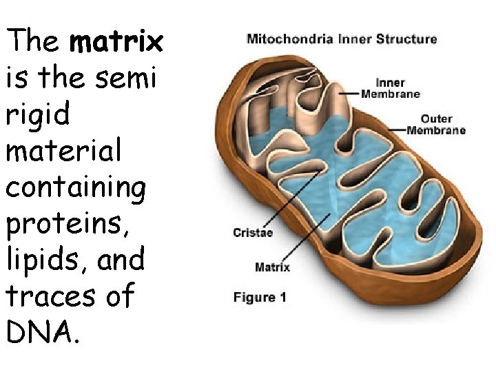 The matrix is the semi rigid material containing proteins, lipids, and traces of DNA.