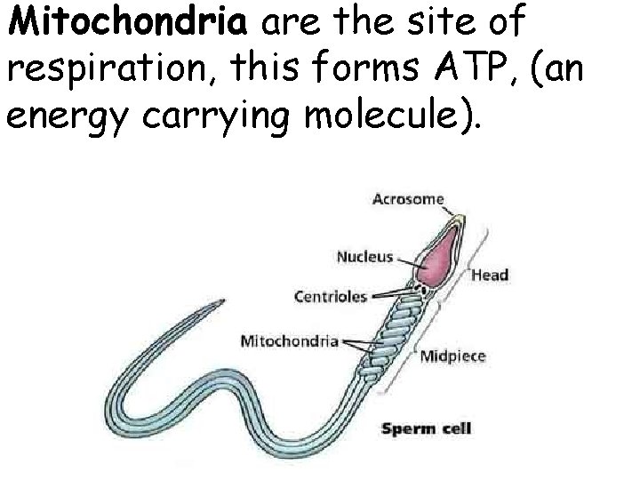 Mitochondria are the site of respiration, this forms ATP, (an energy carrying molecule). 