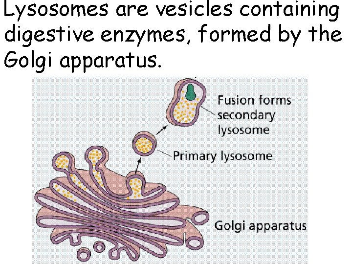 Lysosomes are vesicles containing digestive enzymes, formed by the Golgi apparatus. 