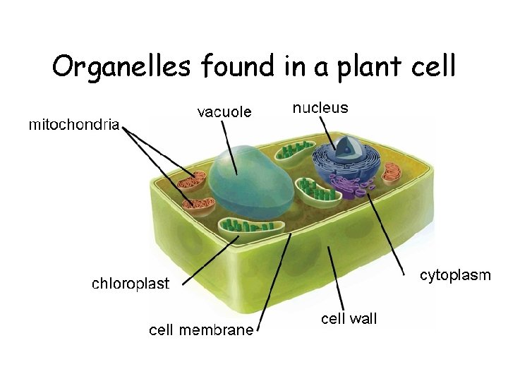 Organelles found in a plant cell 