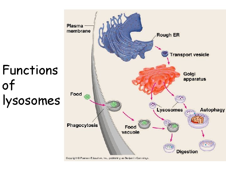 Functions of lysosomes 