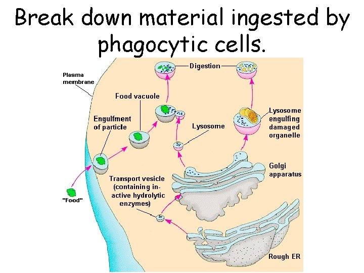 Break down material ingested by phagocytic cells. 