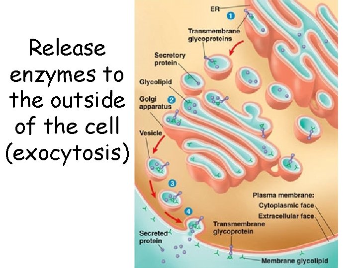 Release enzymes to the outside of the cell (exocytosis) 