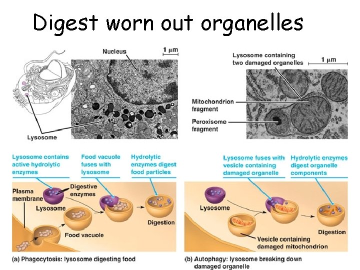 Digest worn out organelles 