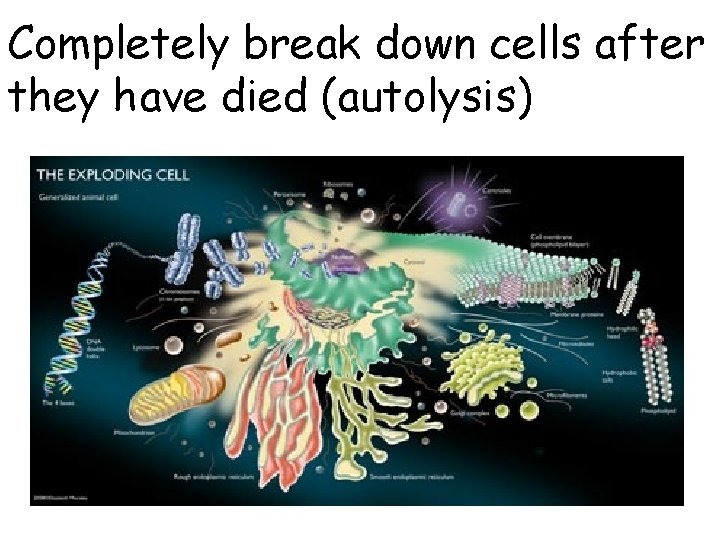 Completely break down cells after they have died (autolysis) 