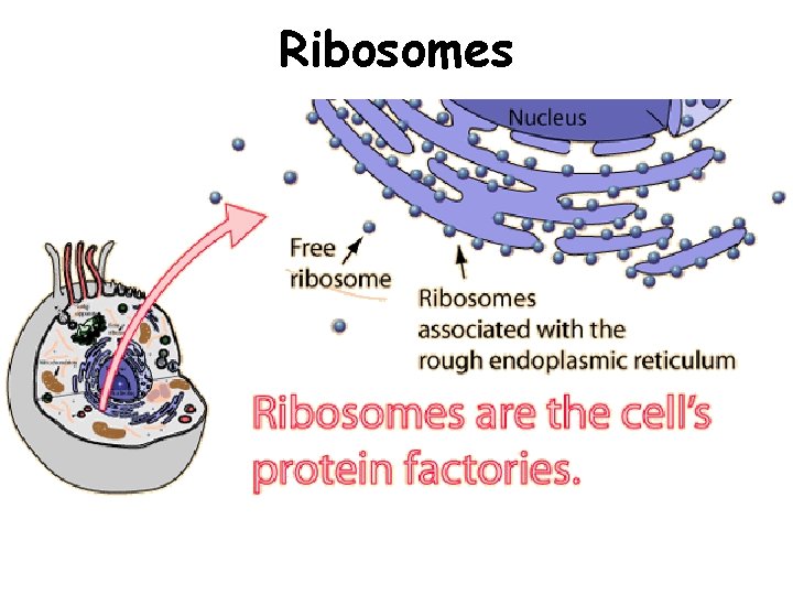 Ribosomes 