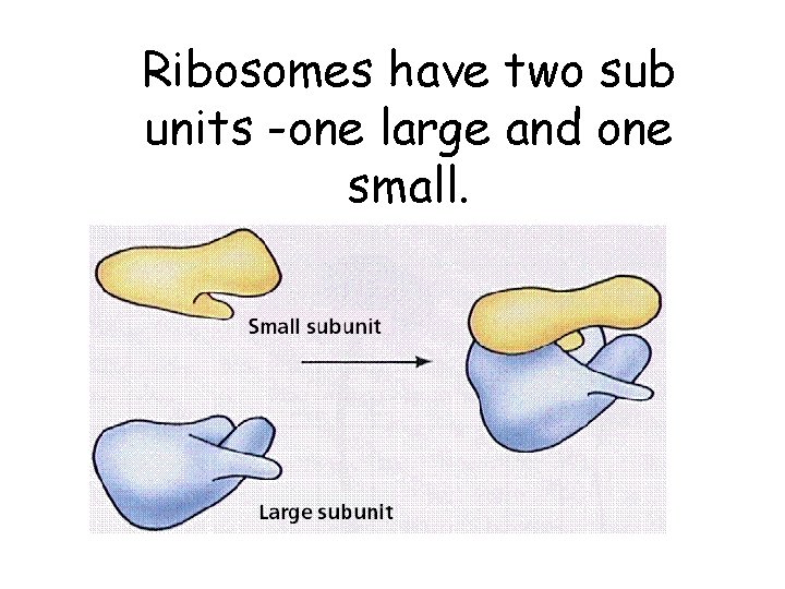 Ribosomes have two sub units -one large and one small. 