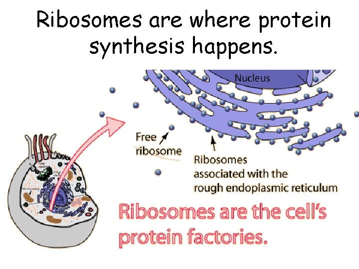 Ribosomes are where protein synthesis happens. 