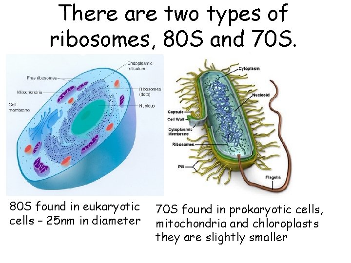 There are two types of ribosomes, 80 S and 70 S. 80 S found
