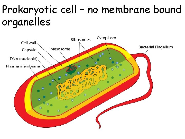 Prokaryotic cell – no membrane bound organelles 