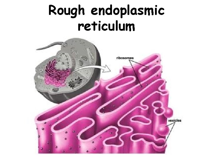 Rough endoplasmic reticulum 