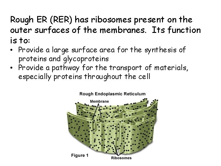 Rough ER (RER) has ribosomes present on the outer surfaces of the membranes. Its