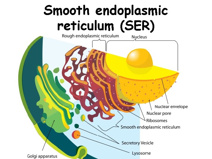 Smooth endoplasmic reticulum (SER) 