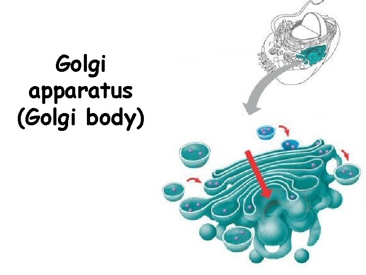 Golgi apparatus (Golgi body) 